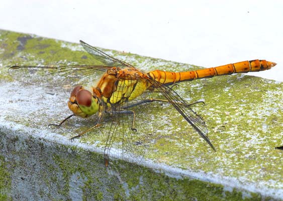 DSC_8353_Orange_Libelle