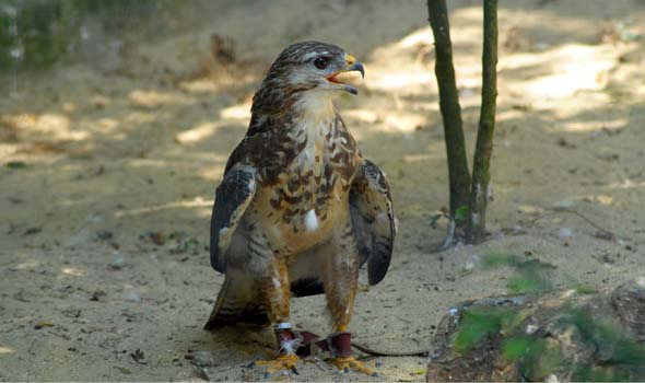 Mäusebussard